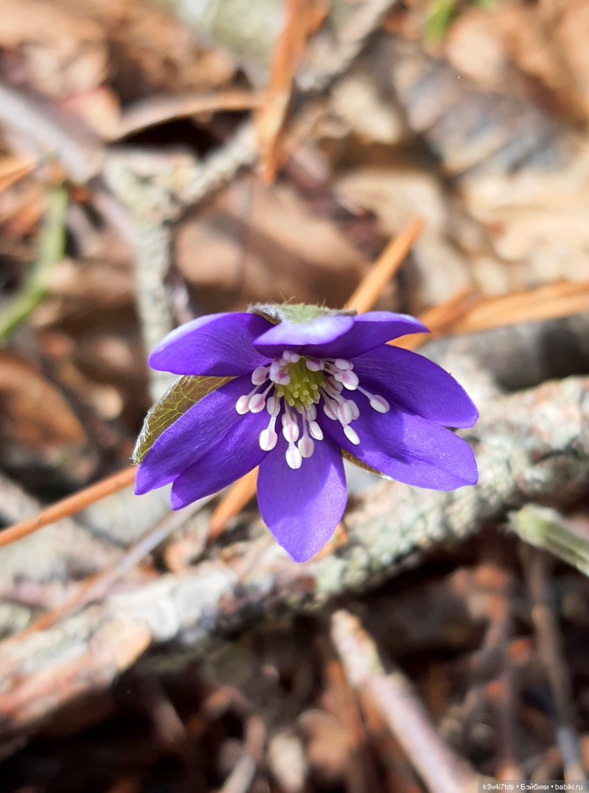 Дыхание Весны — Куклы Irrealdoll (Ирреалдолл): BJD (БЖД)