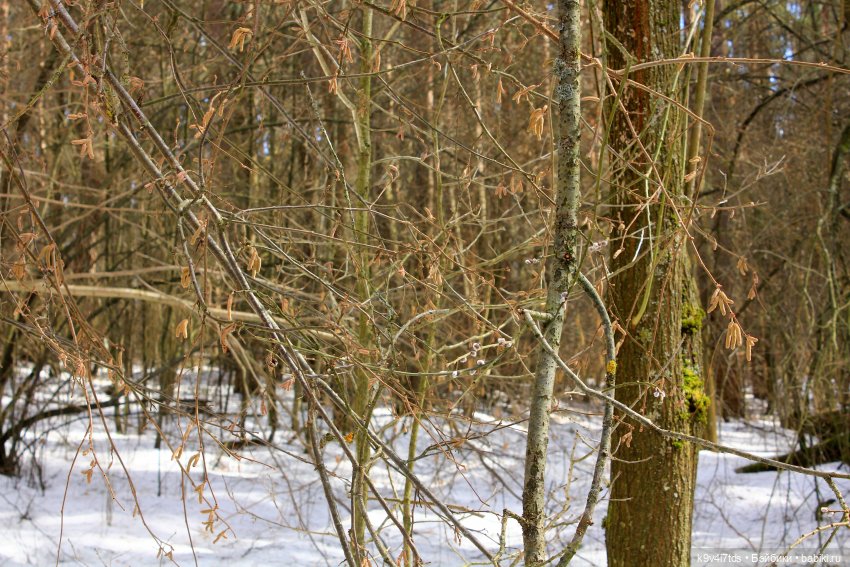 Дыхание Весны — Куклы Irrealdoll (Ирреалдолл): BJD (БЖД) (фото 10)