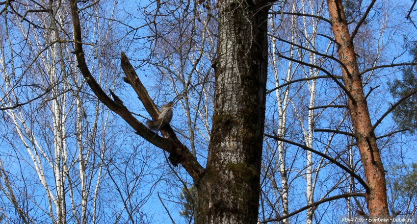 Дыхание Весны — Куклы Irrealdoll (Ирреалдолл): BJD (БЖД)