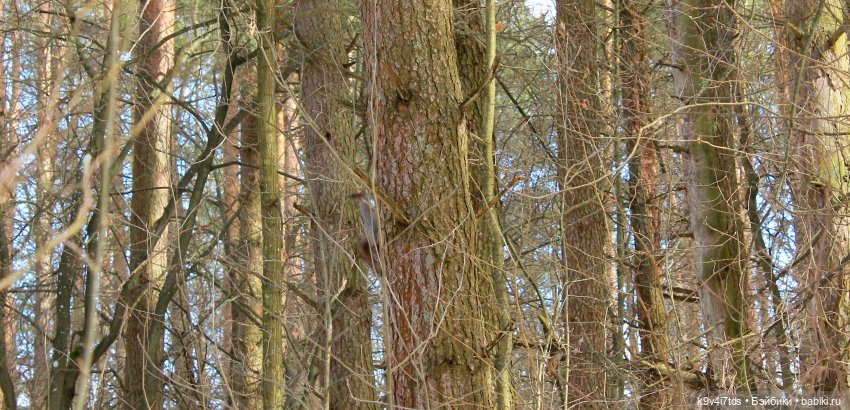 Дыхание Весны — Куклы Irrealdoll (Ирреалдолл): BJD (БЖД)