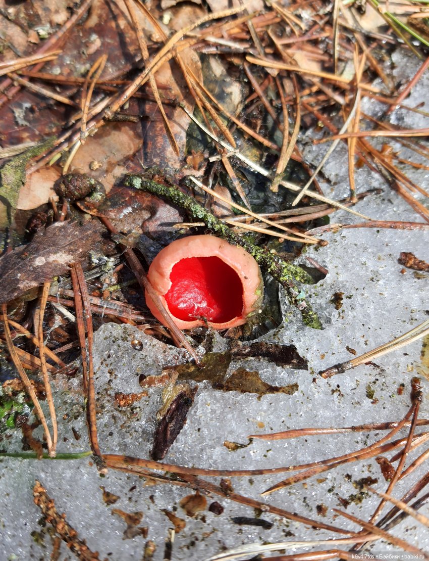 Дыхание Весны — Куклы Irrealdoll (Ирреалдолл): BJD (БЖД) (фото 7)