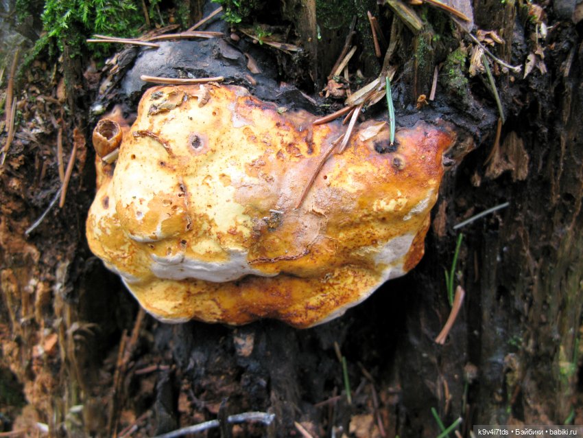 Где живут Эльфы | Бэйбики Где живут Эльфы — Куклы Irrealdoll (Ирреалдолл): BJD (БЖД)