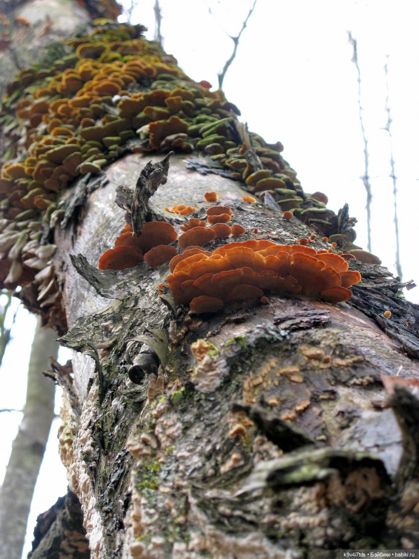 Где живут Эльфы | Бэйбики Где живут Эльфы — Куклы Irrealdoll (Ирреалдолл): BJD (БЖД)