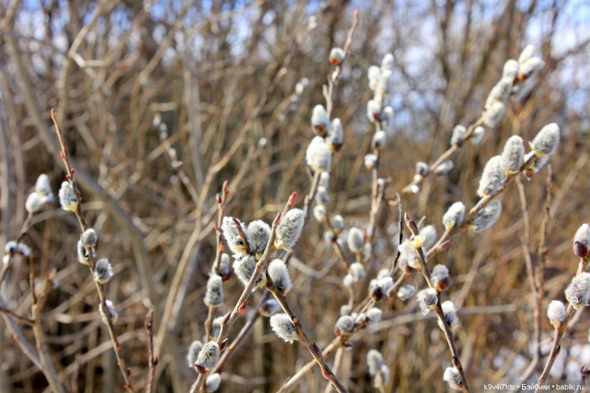 Где живут Эльфы | Бэйбики Где живут Эльфы — Куклы Irrealdoll (Ирреалдолл): BJD (БЖД)