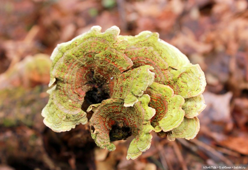 Где живут Эльфы | Бэйбики Где живут Эльфы — Куклы Irrealdoll (Ирреалдолл): BJD (БЖД)