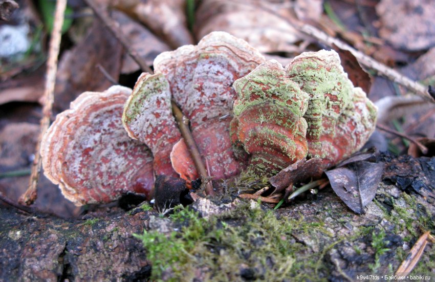 Где живут Эльфы | Бэйбики Где живут Эльфы — Куклы Irrealdoll (Ирреалдолл): BJD (БЖД)