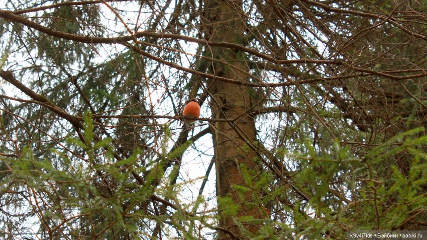 Где живут Эльфы | Бэйбики Где живут Эльфы — Куклы Irrealdoll (Ирреалдолл): BJD (БЖД) (фото 4)