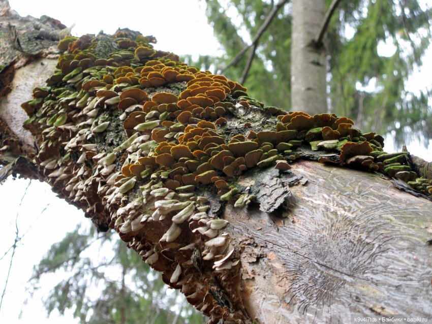 Где живут Эльфы | Бэйбики Где живут Эльфы — Куклы Irrealdoll (Ирреалдолл): BJD (БЖД)