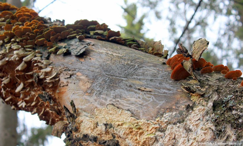 Где живут Эльфы | Бэйбики Где живут Эльфы — Куклы Irrealdoll (Ирреалдолл): BJD (БЖД)