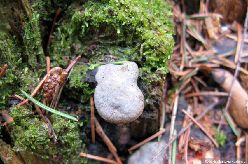 Где живут Эльфы | Бэйбики Где живут Эльфы — Куклы Irrealdoll (Ирреалдолл): BJD (БЖД)