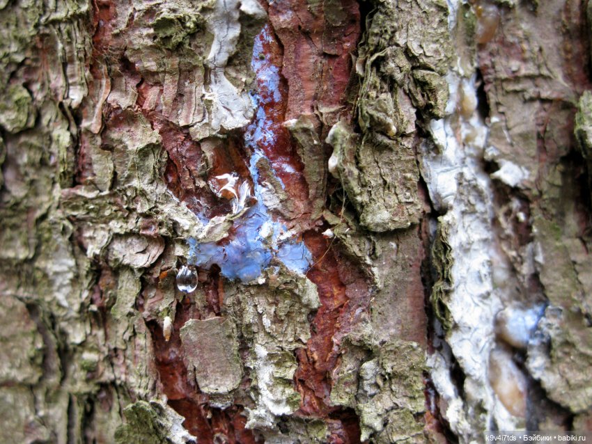 Где живут Эльфы | Бэйбики Где живут Эльфы — Куклы Irrealdoll (Ирреалдолл): BJD (БЖД)