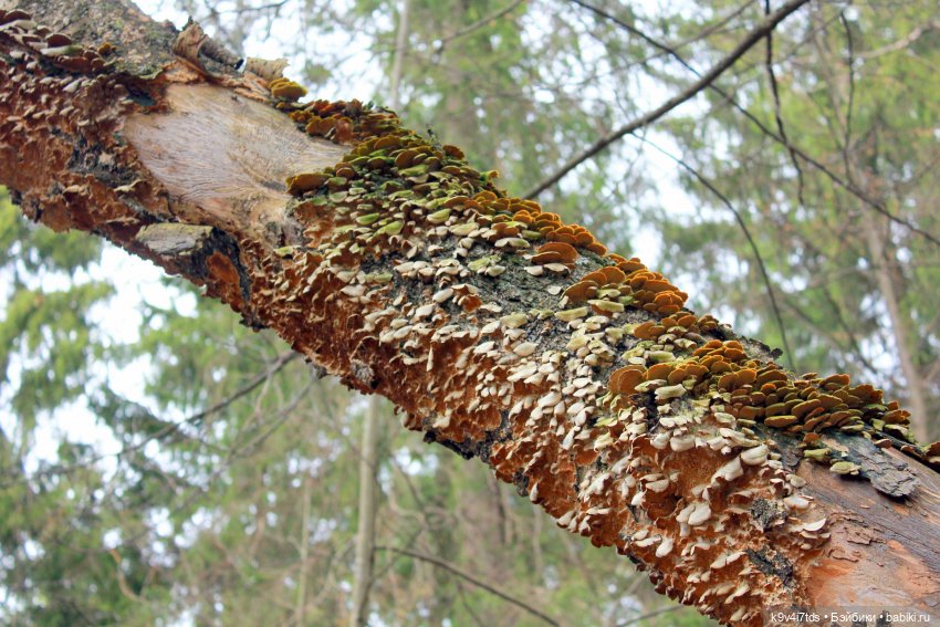 Где живут Эльфы | Бэйбики Где живут Эльфы — Куклы Irrealdoll (Ирреалдолл): BJD (БЖД)