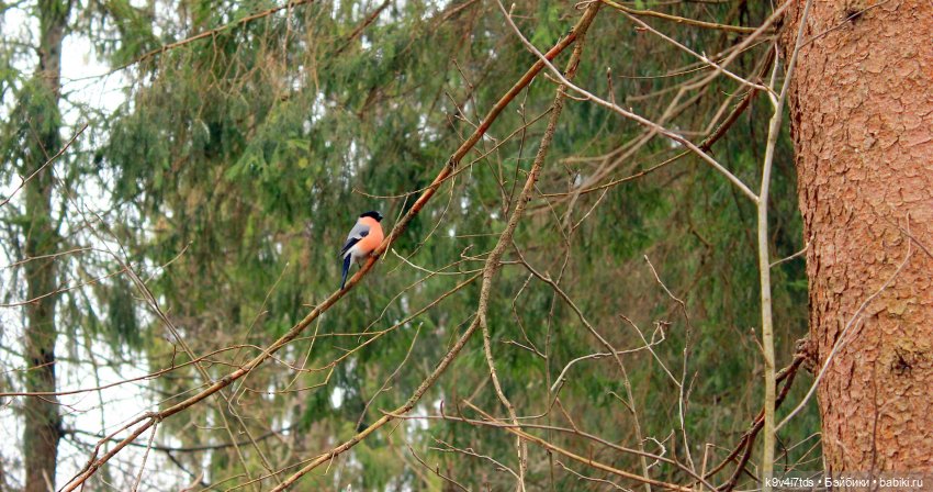 Где живут Эльфы | Бэйбики Где живут Эльфы — Куклы Irrealdoll (Ирреалдолл): BJD (БЖД) (фото 3)