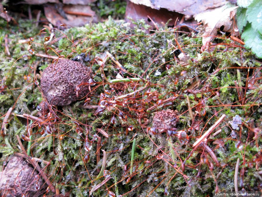 Где живут Эльфы | Бэйбики Где живут Эльфы — Куклы Irrealdoll (Ирреалдолл): BJD (БЖД)