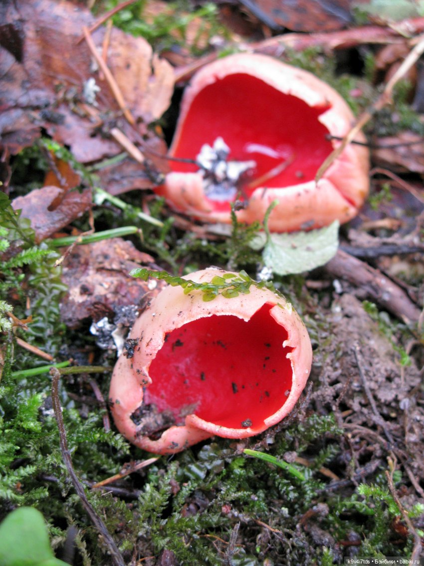 Где живут Эльфы | Бэйбики Где живут Эльфы — Куклы Irrealdoll (Ирреалдолл): BJD (БЖД)