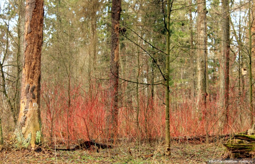 Где живут Эльфы | Бэйбики Где живут Эльфы — Куклы Irrealdoll (Ирреалдолл): BJD (БЖД)