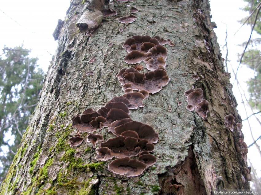 Где живут Эльфы | Бэйбики Где живут Эльфы — Куклы Irrealdoll (Ирреалдолл): BJD (БЖД)