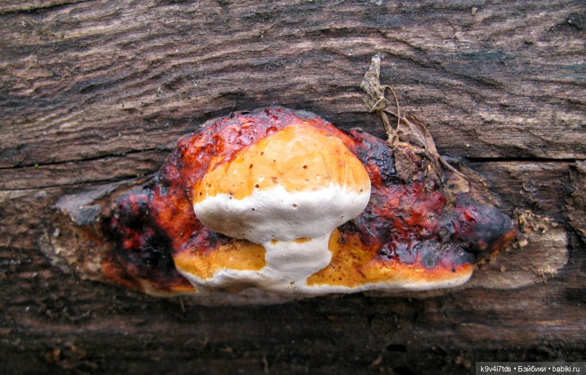 Где живут Эльфы | Бэйбики Где живут Эльфы — Куклы Irrealdoll (Ирреалдолл): BJD (БЖД)