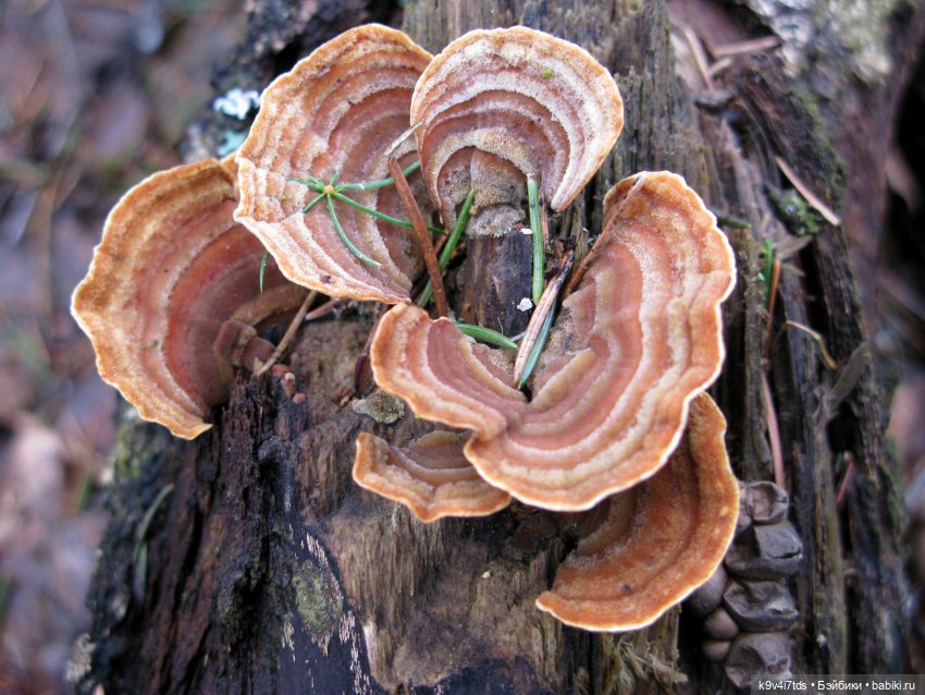 Где живут Эльфы | Бэйбики Где живут Эльфы — Куклы Irrealdoll (Ирреалдолл): BJD (БЖД)