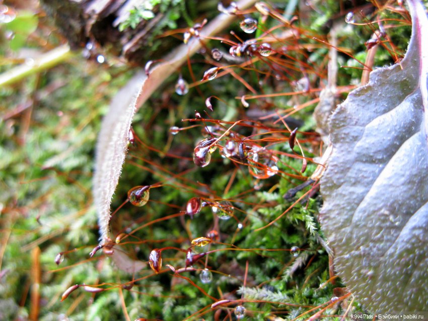 Где живут Эльфы | Бэйбики Где живут Эльфы — Куклы Irrealdoll (Ирреалдолл): BJD (БЖД)