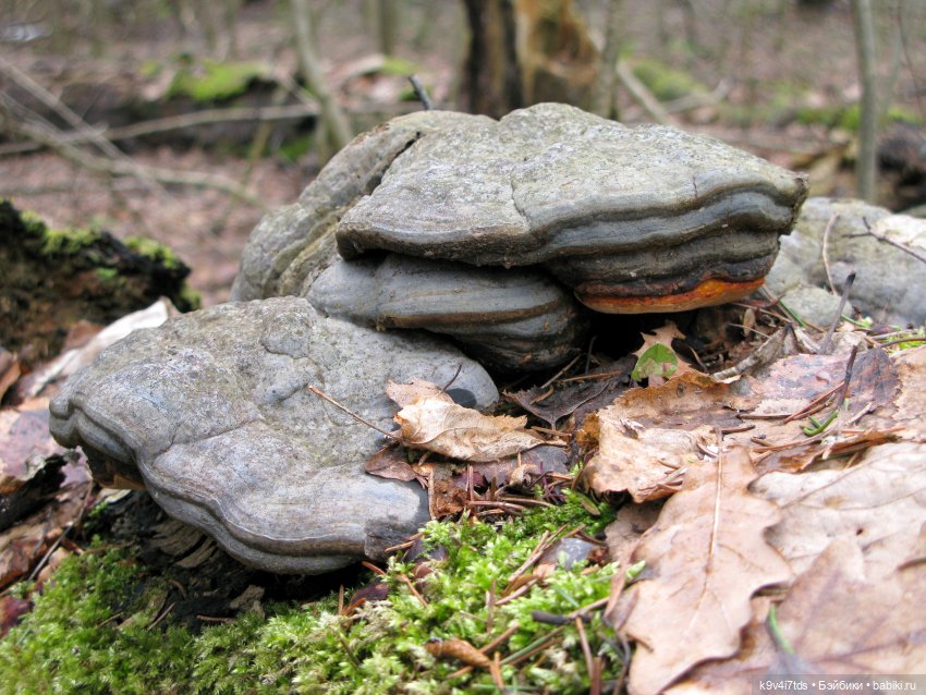 Где живут Эльфы | Бэйбики Где живут Эльфы — Куклы Irrealdoll (Ирреалдолл): BJD (БЖД)