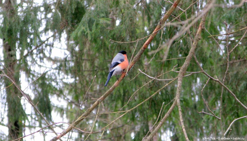 Где живут Эльфы | Бэйбики Где живут Эльфы — Куклы Irrealdoll (Ирреалдолл): BJD (БЖД) (фото 5)