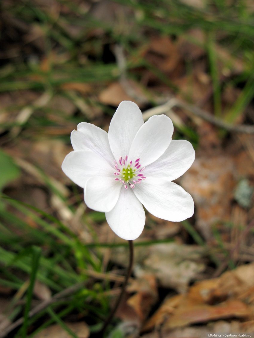 Ирискина Весна — Куклы Irrealdoll (Ирреалдолл): BJD (БЖД)