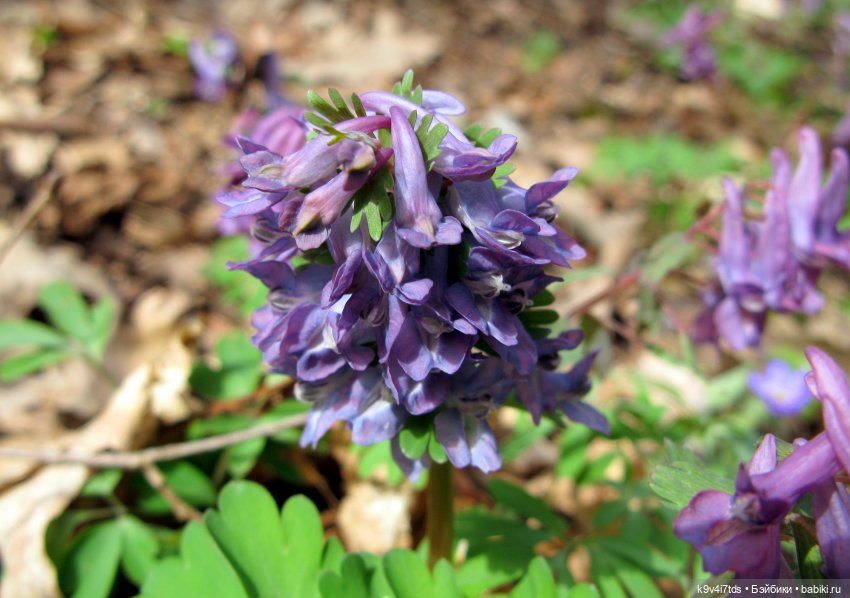 Ирискина Весна — Куклы Irrealdoll (Ирреалдолл): BJD (БЖД) (фото 10)