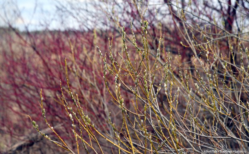 Ирискина Весна — Куклы Irrealdoll (Ирреалдолл): BJD (БЖД)