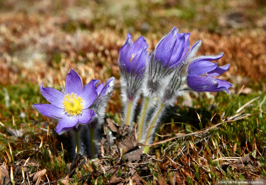 Лиловый Сон — Куклы Irrealdoll (Ирреалдолл): BJD (БЖД) (фото 5)