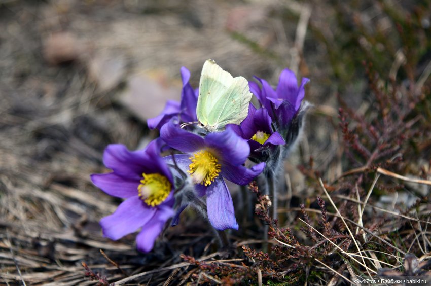 Лиловый Сон — Куклы Irrealdoll (Ирреалдолл): BJD (БЖД)