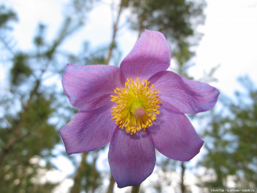 Лиловый Сон — Куклы Irrealdoll (Ирреалдолл): BJD (БЖД)