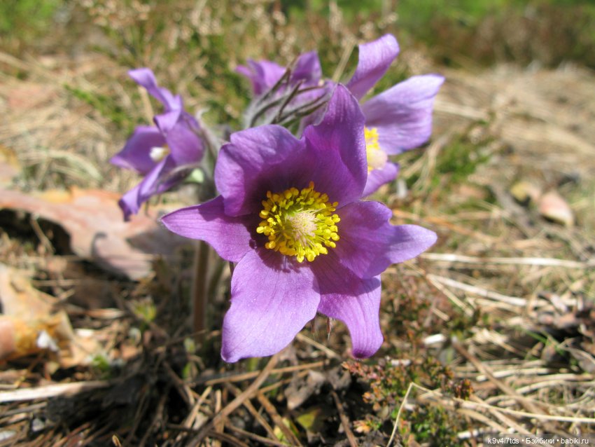 Лиловый Сон — Куклы Irrealdoll (Ирреалдолл): BJD (БЖД)