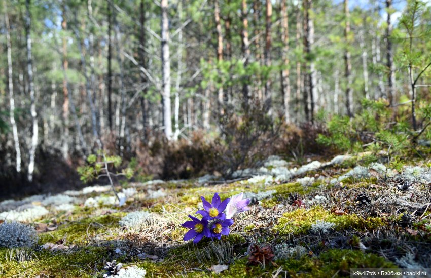 Лиловый Сон — Куклы Irrealdoll (Ирреалдолл): BJD (БЖД)
