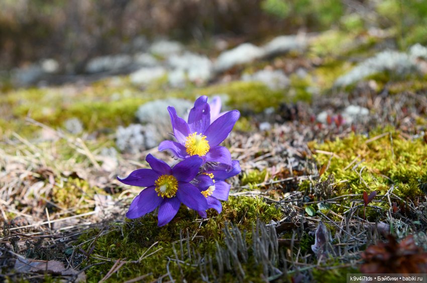 Лиловый Сон — Куклы Irrealdoll (Ирреалдолл): BJD (БЖД)