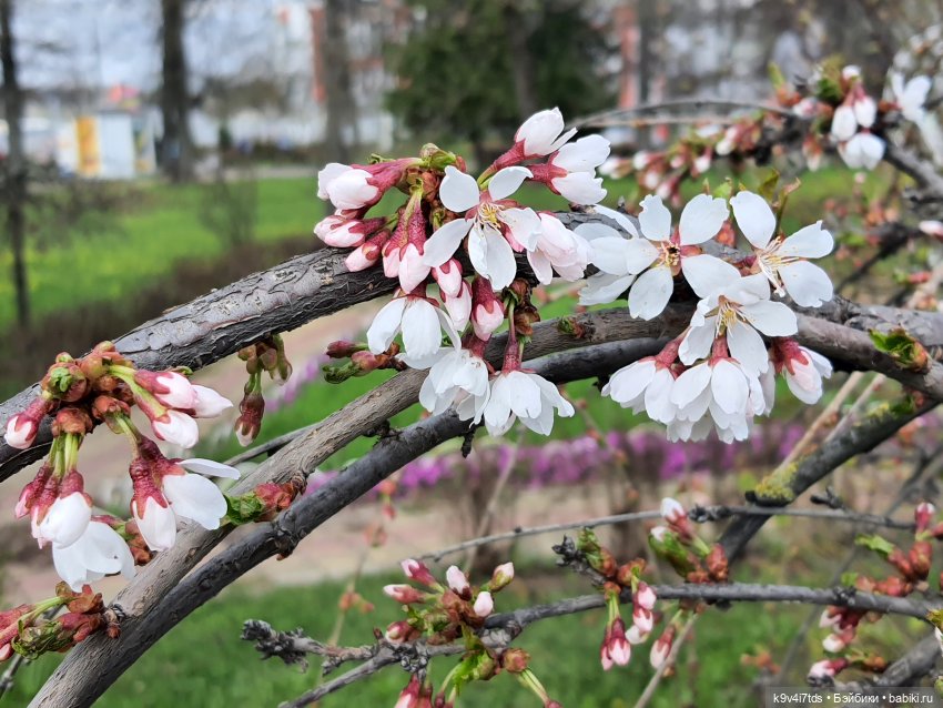 В Тверь пришла Весна — Туризм и путешествия: фотоотчеты из поездок