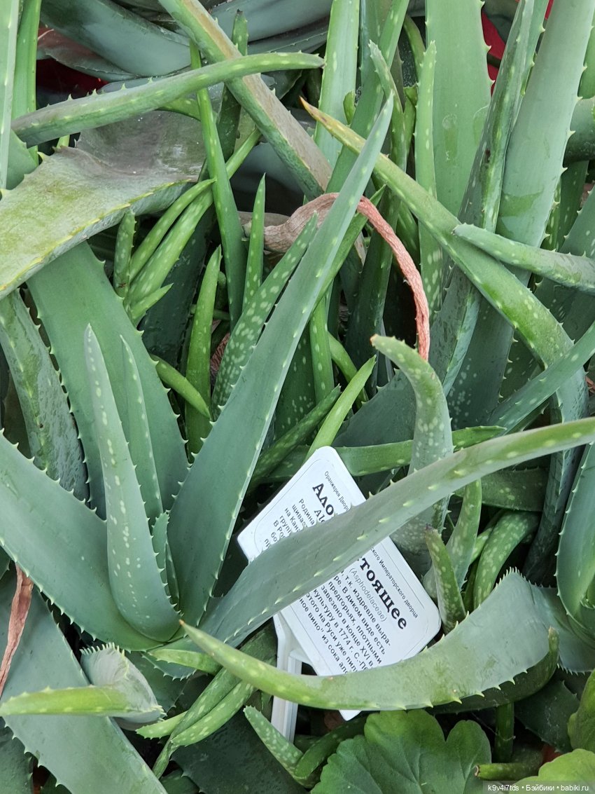 В Тверь пришла Весна — Туризм и путешествия: фотоотчеты из поездок