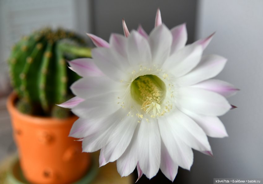 Эхинопсис - Праздничный Цветок (фото 5)