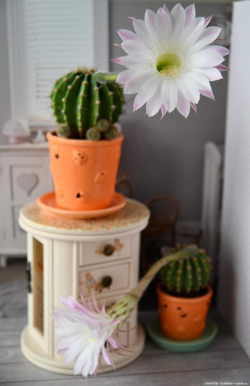 Эхинопсис - Праздничный Цветок (фото 3)