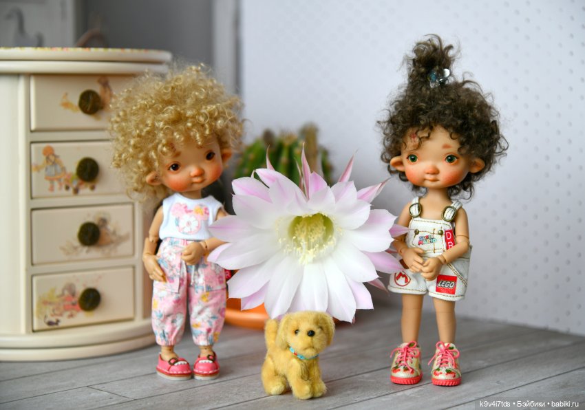 Эхинопсис - Праздничный Цветок (фото 9)