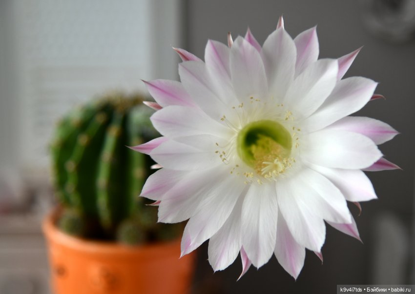 Эхинопсис - Праздничный Цветок (фото 2)