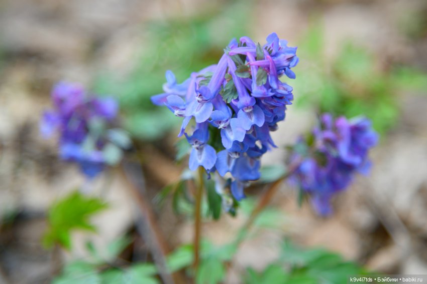 "Плюшечная" Весна, продолжение