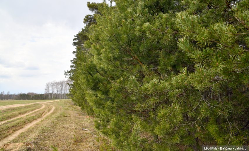 "Плюшечная" Весна, продолжение (фото 5)