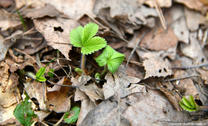 "Плюшечная" Весна, продолжение
