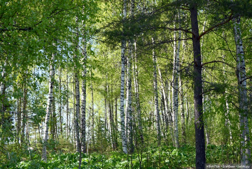 Маленький Принц и Роза — Куклы Lorella Falconi (Лорелла Фалькони): винил