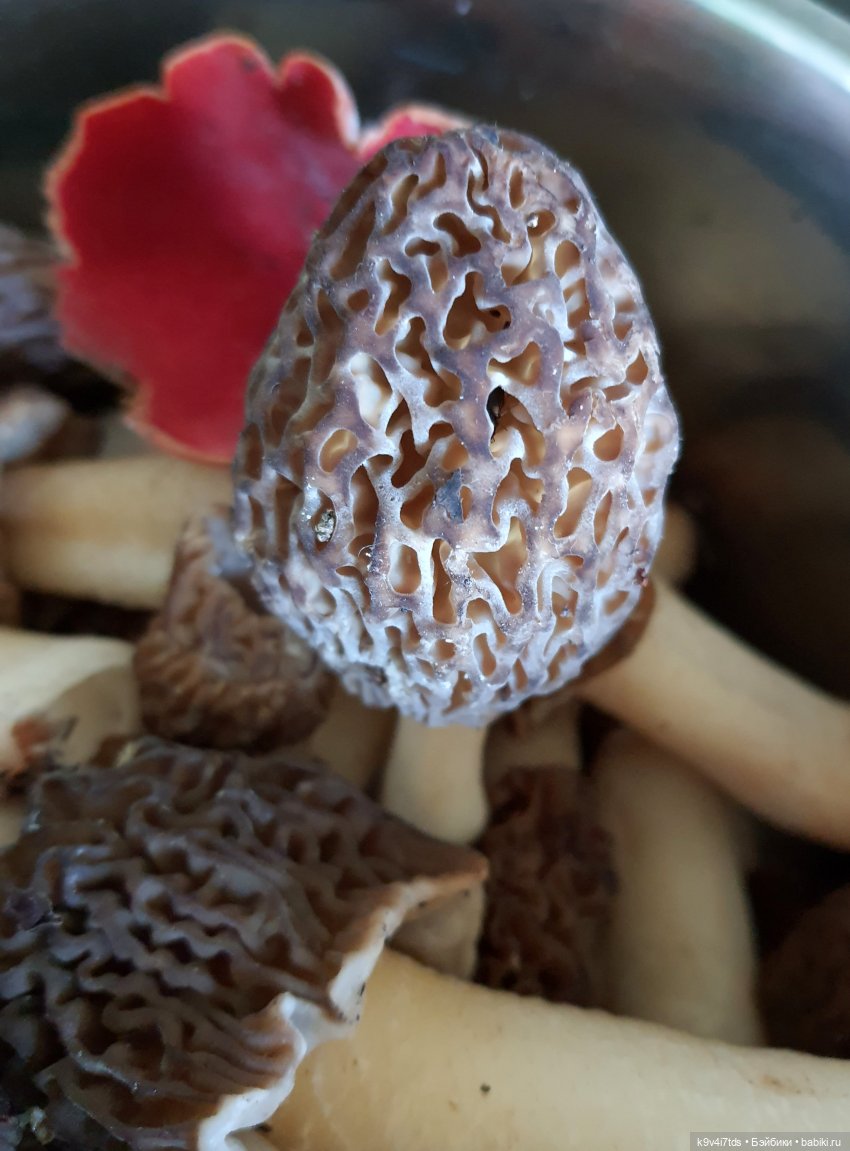 Путешествие в Старицу — Куклы Irrealdoll (Ирреалдолл): BJD (БЖД)