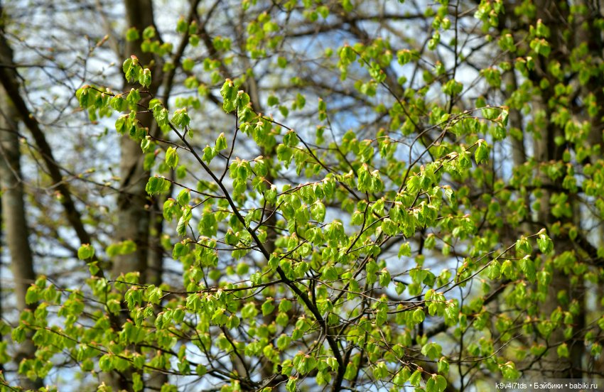 Путешествие в Старицу — Куклы Irrealdoll (Ирреалдолл): BJD (БЖД) (фото 2)