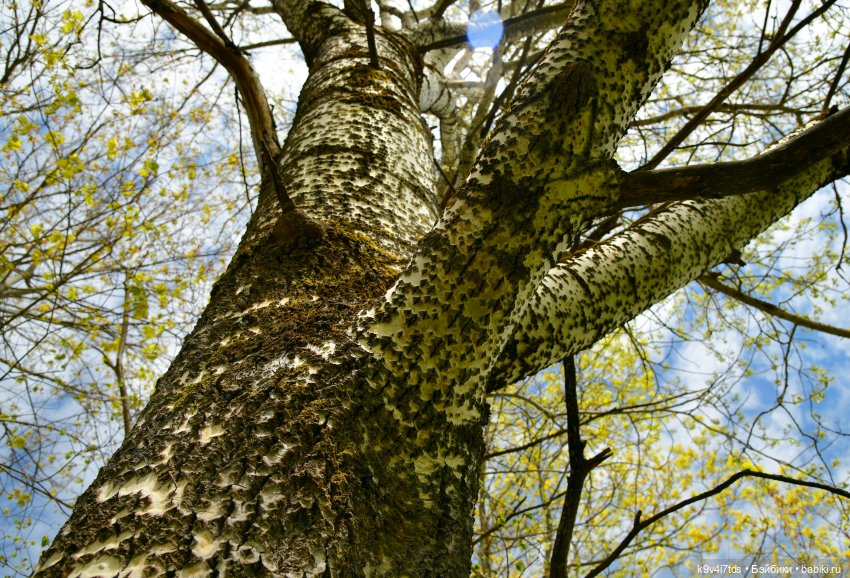 Путешествие в Старицу — Куклы Irrealdoll (Ирреалдолл): BJD (БЖД) (фото 4)