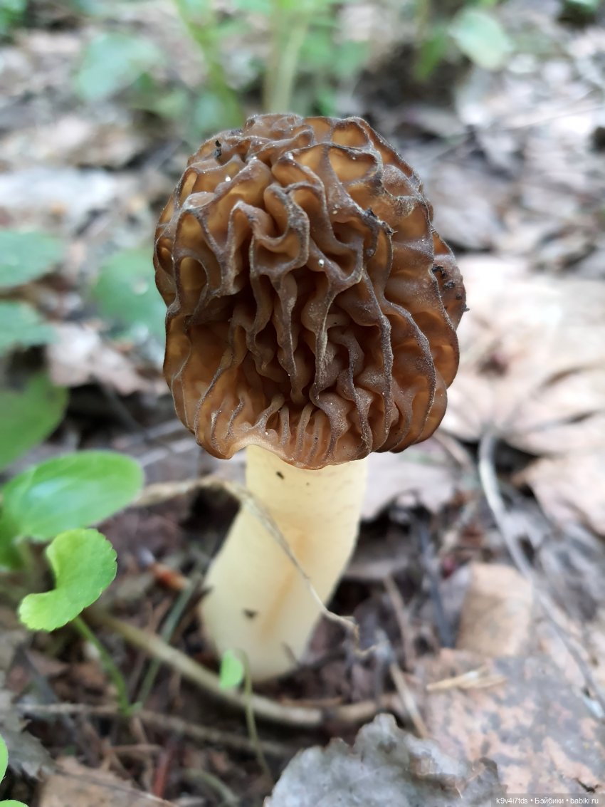 Путешествие в Старицу — Куклы Irrealdoll (Ирреалдолл): BJD (БЖД)