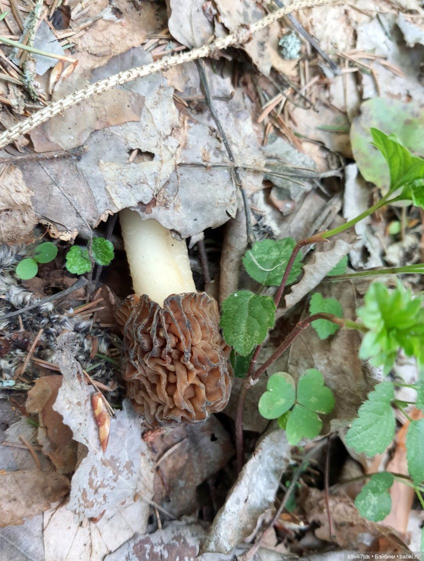 Путешествие в Старицу — Куклы Irrealdoll (Ирреалдолл): BJD (БЖД)